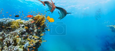 Foto de Arrecife de Corales Tropicales Submarinos con coloridos peces marinos. Mundo marino de vida marina. Paisaje marino tropical submarino colorido. - Imagen libre de derechos