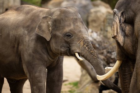 Téléchargez les photos : Éléphants se touchant doucement saluant doucement - en image libre de droit