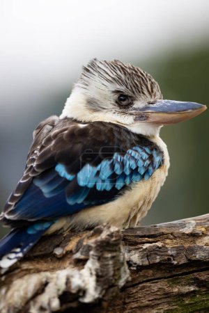 Foto de Cazando martín pescador. Kookaburra de alas azules, Dacelo leachii, encaramado en el tronco de un árbol. - Imagen libre de derechos