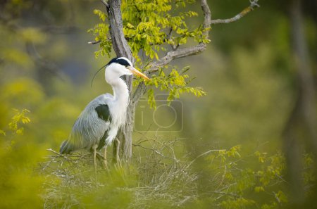 Foto de Garza gris sentada en la rama. Observación de aves en Europa. - Imagen libre de derechos