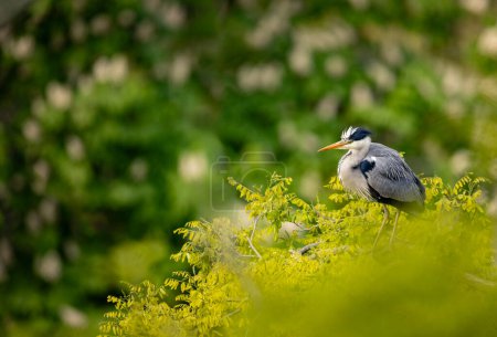 Photo for Grey heron sitting on the branch. Bird watching in Europe. - Royalty Free Image