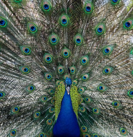 Retrato de hermoso pavo real con plumas hacia fuera, primer plano