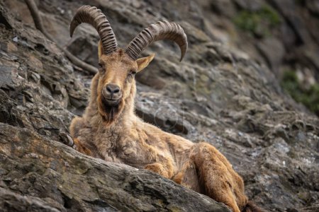 Foto de Túmulo del Cáucaso Occidental, Capra caucasica, sentado en la roca - Imagen libre de derechos