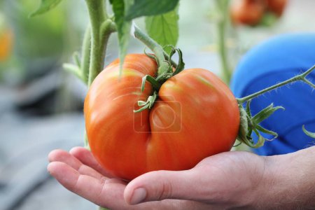 Photo for Hand picking large homegrown tomato. Organic farming. Soft focus. - Royalty Free Image