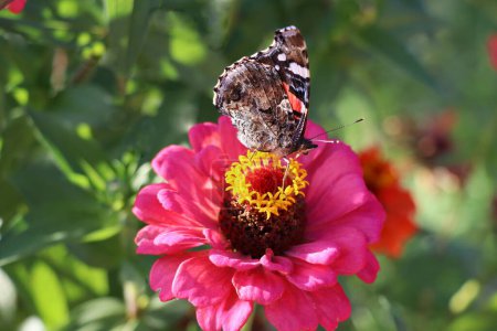 Closeup butterfly on flower .