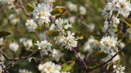 Amelanchier Bush en flor. también conocido como shadbush, shadwood o shadblow en primavera .
