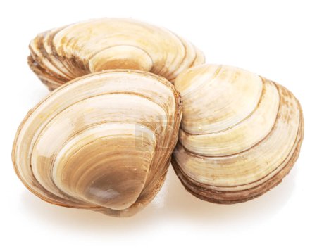 Edible raw clams isolated on white background. Delicacy food.