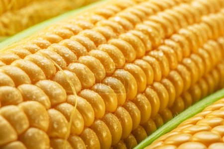 Semillas de maíz en mazorca de maíz cubiertas con pequeñas gotas de agua. Macro tiro.