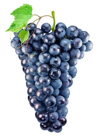 Bunch of blue-black table grape with grape leaf. File contains clipping path.