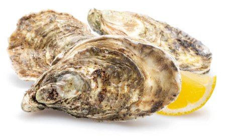 Closed raw oysters with lemon slice isolated on white background. Delicacy food.