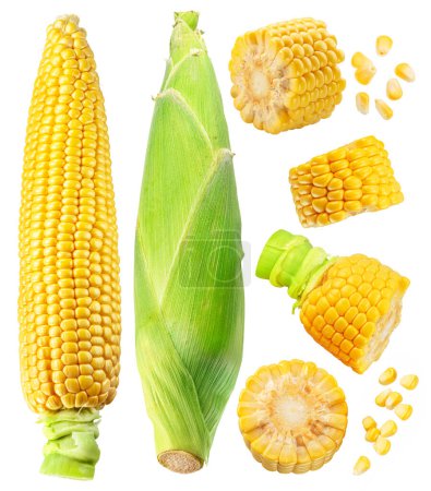 Foto de Mazorca de maíz o mazorca de maíz y semillas de maíz se cierran. El archivo contiene ruta de recorte. - Imagen libre de derechos