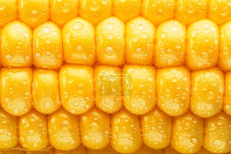 Photo for Maize seeds in corn cob covered with small water drops. Macro shot. - Royalty Free Image