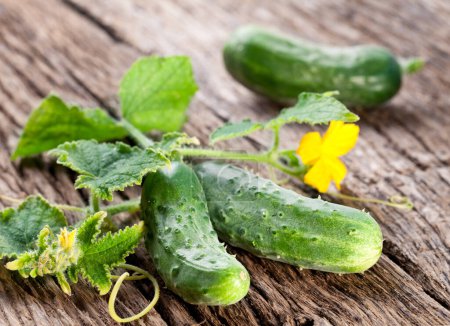 Photo for Fresh small cucumbers with leaves and flower on old wooden table. - Royalty Free Image