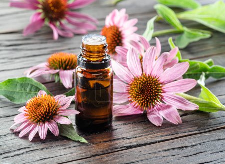 Photo for Blooming coneflower heads and bottle of echinacea oil on wooden background close-up. - Royalty Free Image