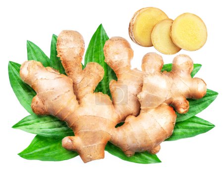 Photo for Ginger root and ginger slices with green leaves. File contains clipping paths. - Royalty Free Image