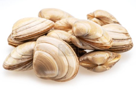 Photo for Edible raw clams isolated on white background. Delicacy food. - Royalty Free Image