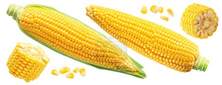 Téléchargez les photos : L'épi de maïs ou épi de maïs et les graines de maïs se referment. Le fichier contient le chemin de coupe. - en image libre de droit
