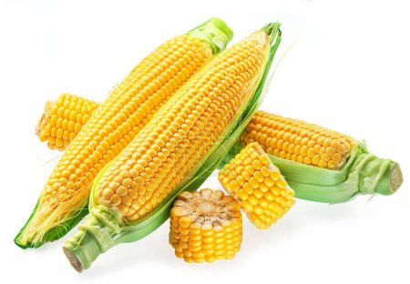 Photo for Maize cobs or corn cobs isolated on white background. - Royalty Free Image