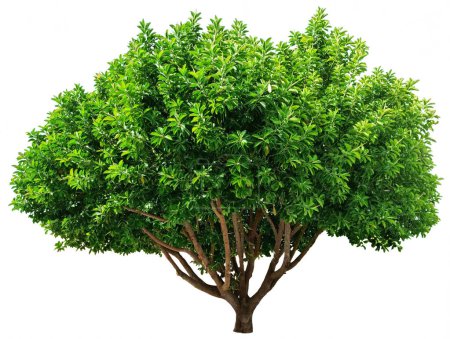 Photo for Ficus tree isolated on white background. File contains clipping path. - Royalty Free Image