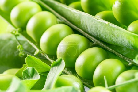 Photo for Perfect green peas in pea pods close up. Food background. - Royalty Free Image