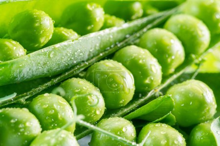 Photo for Perfect green peas in pea pod covered with water drops. Macro shot. - Royalty Free Image