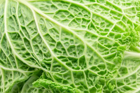 Photo for Texture of fresh green savoy cabbage leaf closeup. - Royalty Free Image