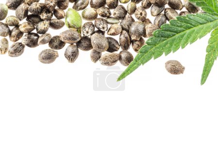Cannabis seeds and cannabis leaf isolated on white background. Close up.