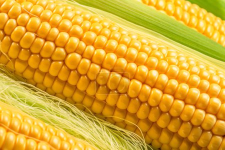 Mazorca de maíz o mazorca de maíz y seda de maíz de cerca. Macro tiro.