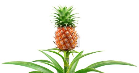 Photo for Pineapple on its parent plant isolated on white background. File contains clipping path. - Royalty Free Image