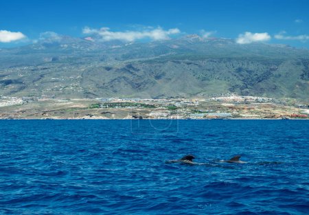 Téléchargez les photos : Vue sur l'île de Tenerife depuis l'océan. Les épaulards dans l'eau sont au premier plan. - en image libre de droit