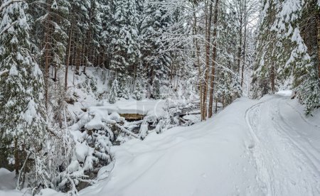 Téléchargez les photos : Fir trees covered with snow and snowy road in the forest. Beautiful winter background. - en image libre de droit