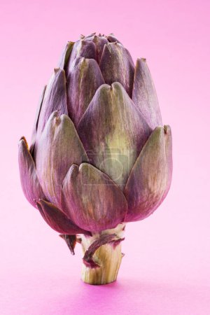 Foto de Flor de alcachofa, brote comestible púrpura aislado sobre fondo rosa
. - Imagen libre de derechos