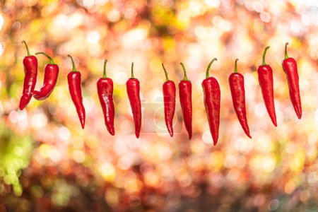 Photo for Lot of fresh red chilli peppers strung up on rope. Chili pepper air drying process. - Royalty Free Image
