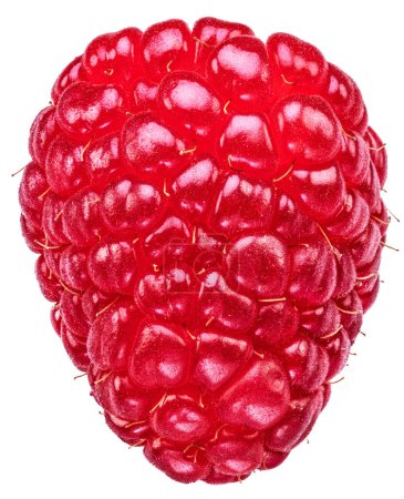 Photo for One raspberry fruit isolated on white background. - Royalty Free Image