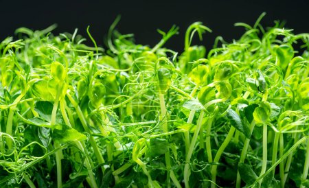 Photo for Sprouted seeds of pea isolated on black background. Microgreens as a health benefit. - Royalty Free Image
