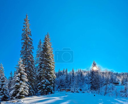 Téléchargez les photos : Fir trees covered with snow. Beautiful winter background. - en image libre de droit