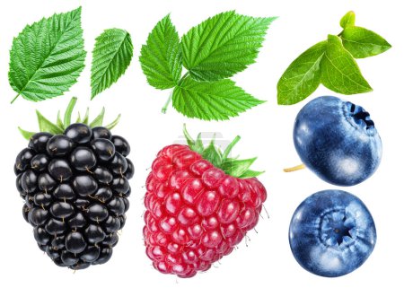 Foto de Set if raspberry, blueberry and blackberry with green leaves isolated on white background. Clipping path. - Imagen libre de derechos