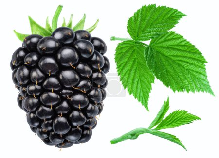 Photo for Blackberry fruit and green leaves isolated on white background. File contains clipping path. - Royalty Free Image