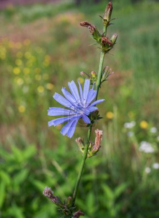 Téléchargez les photos : Plante chicorée en fleur. De belles fleurs bleues rapprochées. Contexte naturel. - en image libre de droit