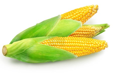 Photo for Maize cobs or corn cobs on white background. File contains clipping path. - Royalty Free Image