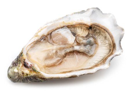 Téléchargez les photos : Opened raw oyster isolated on white background. Delicacy food. - en image libre de droit