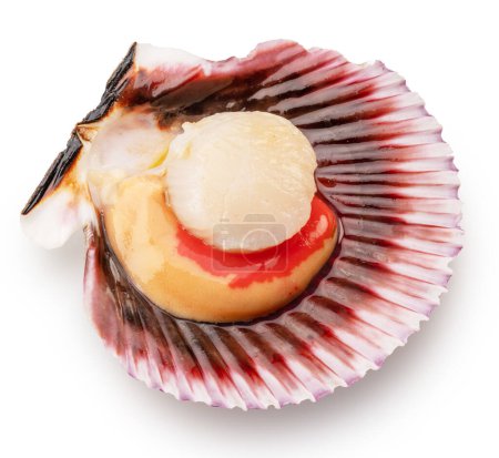 Photo for Fresh live opened scallop with scallop roe or coral close up. File contains clipping path. - Royalty Free Image