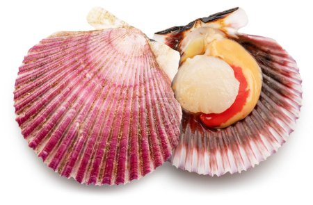 Photo for Fresh live opened scallop with scallop roe or coral. File contains clipping path. - Royalty Free Image
