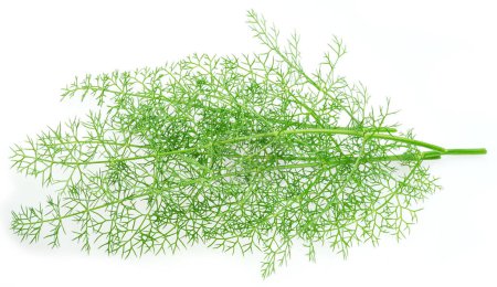 Photo for Green dill leaves isolated on white background. - Royalty Free Image