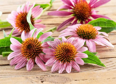Téléchargez les photos : Fleurs de fleurs d'échinacée sur fond bois close-up. - en image libre de droit