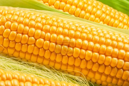 Photo for Maize cob or corn cob and corn silk close up. Macro shot. - Royalty Free Image