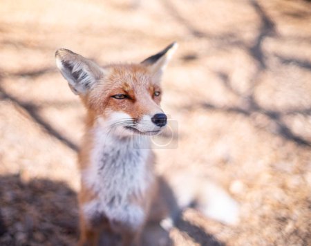 Photo for Red fox face close up. Blurred autumn nature at the background. - Royalty Free Image