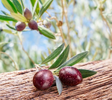 Photo for Two fresh olives on twig over wooden table. Olive tree and blue sky at the background. - Royalty Free Image