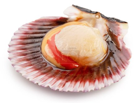 Photo for Fresh live opened scallop with scallop roe or coral close up. File contains clipping path. - Royalty Free Image
