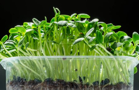 Photo for Sprouted seeds of sunflower isolated on black background. Microgreens as a health benefit. - Royalty Free Image